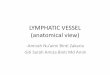 LYMPHATIC VESSEL (anatomical view) · PDF fileLYMPHATIC VESSEL (anatomical view) -Amirah Nu’aimi Binti Zakaria -Siti Sarah Amiza Binti Md Amin