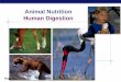 Animal Nutrition Human Digestion - Mr. Aitken's Biology Classaaitken.weebly.com/uploads/5/5/7/4/55745595/digestion.pdf · eat animals & plants cockroaches, bears, raccoons, humans