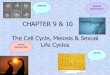 CHAPTER 9 & 10 - Edwardsville School District 7 9_10 notes.pdf · CHAPTER 9 & 10 The Cell Cycle, Meiosis & Sexual Sexual Life Cycles reproduction mitosis asexual reproduction meiosis