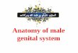 Anatomy of male reproductive organs - Smile you are Vetaymanmesalam.weebly.com/uploads/2/7/9/7/27974939/anatomy.pdfMale Reproductive system Primary sex organs (two testes) ... Shape