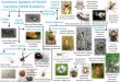 Common Spiders of North Carolina (WEB builders) Spiders of NC.pdf · Common Spiders of North Carolina (WEB builders) ... Very long legs Smaller legs ... NeosconaLeafy Cobweb Weaver