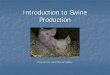 Introduction to Swine Production - Cooperative to Swine Production Pictures from :gallery Objectives Know the purposes of pigs How to differentiate breeds Learn the swine production