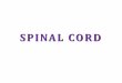 SPINAL CORD - · PDF fileTracts of the spinal cord Spinal cord syndromes . The Nervous System ... • Cauda equina • Conus medullaris • Filum terminale . Protection: Bone Meninges