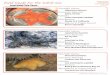 Field Guide for the Salish Sea - Western Washington …myweb.facstaff.wwu.edu/~minerb2/FieldGuides/Intertidal...Scientific Name Hippasteria spinosa Common Name(s) Spiny red star Hatitats