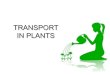 TRANSPORT IN PLANTS - Wikispaces in plants.pdf... · stems and leaves to show positions of xylem and phloem tissue. 2.State the functions of xylem and phloem and how they ... Adaptation