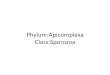 Phylum:Apicomplexa Class: · PDF filePhylum:Apicomplexa Class:Sporozoa . The most characteristic features of sporozoa are . 1-unique appearance of most protozoa makes it possible for