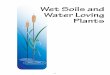 Wet Soils and Water Loving Plants - LSU AgCenter89611EF1-C5E8-431E-9D… · Wet Soils and Water Loving Plants ... Distinguish the difference between inorganic and organic materials
