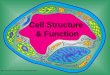 [PPT]Cell Structure & Function - Rialto Unified School District ... · Web viewCell Structure & Function * * * * * * * * * * * * * * * * * * * * * * * * Cell Theory All living things