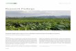 Research Findings - The International Potash Institute (IPI) · PDF file · 2016-10-21Tea plantation in Vietnam. Photo by G. Kalyan. ... of the leaves affects produce quality and