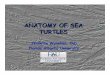 ANATOMY OF SEA TURTLES - School of Veterinary … OF SEA TURTLES Jeanette Wyneken, PhD Florida Atlantic University. ... Green Turtle Loggerhead Turtle Hawksbill Turtle Flatback Turtle