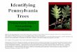 Identifying Pennsylvania Trees (PDF) - DCNR · PDF fileIdentifying Pennsylvania Trees Objective for this presentation: ... will familiarize you with the terminology needed to use the