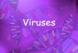 Viruses, Viroids, and Prions - Wikispacespams7thscience.wikispaces.com/file/view/Viruses.pdf/132588209/...copyright cmassengale. 41 Lytic and Lysogenic Cycles copyright cmassengale