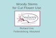 Woody Stems for Cut Flower Use - University Of Marylandextension.umd.edu/sites/extension.umd.edu/files/_docs/programs... · Woody Stems for Cut Flower Use. Richard Uva. Federalsburg,