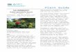 Plant guide for salmonberry (Rubus spectabilis) · Web viewThe Quileute plug the hair seal float used in whaling with the hollow stem of elderberry wood, then insert a piece of salmonberry