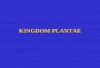 KINGDOM PLANTAE - Warner Pacific 102/Lecture 4 Plantae.pdf · PDF fileKingdom Plantae ... Non-tracheophytes Tracheophytes ... Flowering plants Seedbearing Vascular Plants 20 . Non-tracheophytes