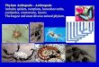 Phylum Arthopoda - Arthropods includes spiders, scorpions ... Diversity... · Phylum Arthopoda - Arthropods includes spiders, scorpions, horseshoe crabs, centipedes, crustaceans,