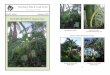 FEATURED THIS MONTH: Hyophorbe indica - Palm · PDF file · 2014-09-166 The Transformation of Elise Moloney’s Garden ... FEATURED THIS MONTH: Hyophorbe indica by Charlie Beck 