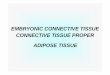 EMBRYONIC CONNECTIVE TISSUE CONNECTIVE TISSUE · PDF fileConnective tissue is composed of two elements: ØCells ØExtracelullar matrix [ECM] üFibers -collagen fibers, elastic fibers,