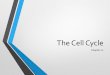 Ch 12 - Cell Cycle and Mitosis · PDF file · 2017-12-13The Cell Cycle •Interphase –cell grows by producing proteins & organelles, replicates DNA, prepares for cell division