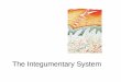 The Integumentary System - Biology Building Blocksbioblocks.weebly.com/uploads/8/7/0/6/8706802/the_integumentary_s… · Skin and its appendages make up the integumentary system 