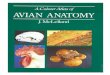 Avian Anatomy, a Color Atlas of, - Facultad de Ciencias ... Anatomy, a Color Atlas of, - Facultad de Ciencias 