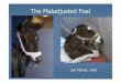 THE MALADJUSTED FOAL - NICUvetnicuvet.com/nicuvet/Equine-Perinatoloy/Web_slides_meetings/NAVC... · Human Neonates - cerebral palsy ... The Maladjusted Foal ... head tilt), facial