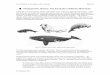 1 Phylogenetic History: The Evolution of Marine Mammalsdstratto/bcor102/readings/01_phylogene… ·  · 2011-01-271 Phylogenetic History: The Evolution of Marine Mammals ... and