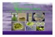 Plant tissue culture - Michigan State University. Est ... tissue culture...CSS/HRT 451 Plant tissue culture The growth or maintenance of plant cells tissues organs or whole plants