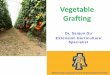 Vegetable Grafting - Horticultural Sciences at University of …hos.ufl.edu/sites/default/files/faculty/gdliu/VegetableGra… ·  · 2015-02-18Bacterium wilt: tomato, ... • Vegetable