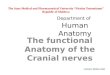 Department of Human Anatomy The functional Anatomy of the Cranial …usmf.md/wp-content/uploads/2014/10/Cranial nerves 20… ·  · 2018-02-17Human Anatomy The functional Anatomy