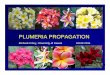 Plumeria propagation - University of Hawaii Media/Windows_Me… · callus production and better rooting ... Plumeria in tissue culture ... Microsoft PowerPoint - Plumeria propagation.ppt