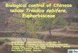 Biological control of Chinese - Aquatic plant control of Chinese tallow Triadica sebifera, Euphorbiaceae • Greg Wheeler, USDA/ARS/IPRL Ft Lauderdale, FL • S. Steininger, C. Nguyen,