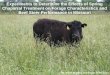 Experiments to Determine the Effects of Spring Chaparral ... · PDF fileExperiments to Determine the Effects of Spring Chaparral Treatment on Forage Characteristics and Beef Steer