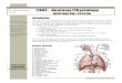 2402 : Anatomy/Physiology - IWS. : Anatomy/Physiology Page 2 of 6 Functional Anatomy Respiratory system consists functionally out of re sp i atoyz n: culf gxh ( v, d respiratory bronchioles)