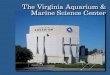 The Virginia Aquarium & Marine Science Center - ODU · PDF fileThe correct answer, however, is the Virginia Aquarium & Marine Science Center in Virginia ... a marine animal stranding
