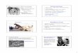 Immunobiology - Northern Arizona Universityfpm/immunology/documents/Ch-01.pdf · BIO401 Immunobiology ... 1880 - Pasteur experiment – fowl cholera 1880 - Pasteur experiment –