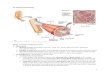 Ch 8 Muscle Physiology - faculty.ung.edufaculty.ung.edu/.../webnotes/Ch8MusclePhysiology.pdf · Ch 8 Muscle Physiology . Major Functions of Muscle Tissue. 1. Movement. a. Skeletal