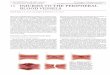 INJURIES TO THE PERIPHERAL BLOOD VESSELS — 1 · PDF filethe extremities.2 Current management of extremity arterial trau- ... abnormal preinjury ABIs as a consequence of ... 13 INJURIES