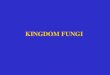 KINGDOM FUNGI - Warner Pacific   102/Lecture 5 Fungi.pdf · PDF fileKingdom Fungi THE FUNGI 2 Bacteria Archaea Protista Plants Fungi Animals ... Ascomycota (sac fungi)