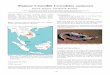 Siamese Crocodile Crocodylussiamensis - · PDF file120 Common Names: Siamese crocodile, Buaya kodok ... emerge in the wet season after 70-80 days ... which included preparation of