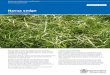 Navua sedge · PDF fileSri Lanka, Malay Peninsula, Fiji, Vanuatu, Samoa, ... Navua sedge prefers areas with an annual rainfall ... invasive plant;pest plant;