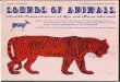 folkways-media.si.edu · PDF file · 2015-01-30zoo: Puma, Lion, Indian Elephant, Rhea, Hippopotamus, Chimpanzee, Peccary, Rhesus Monkeys, Rhinoceros, Tiger: Recorded by Arthur M