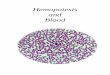 Hemopoiesis and Blood - Histology on the Flyhistologyonthefly.com/pdfs/blood08.pdf · o Leukopoiesis Granulocytes • Myeloblast o Finely dispersed chromatin o Faint nucleoli •