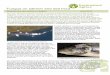 Fungus on salmon and sea trout - IFM - The Institute of · PDF file · 2016-01-19Fungus on salmon and sea trout ... Microsoft Word - Fungal infections in salmonids 2015 FINAL.docx