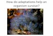 How do adaptations help an organism survive? - … do adaptatio… · How do adaptations help an organism survive? ... their habitat. ... many land animals such as zebras form herds
