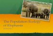The Population Ecology of Elephants Ecology Spring 2013... · Review several studies that examine the population ecology of elephants Draw overarching conclusion from these studies