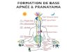 FORMATION DE BASE APNÉE & PRANAYAMA · introduction Pranayama est donc la “science de la respiration”. Son utilisation est donc toute naturelle pour les apnéistes que nous sommes