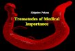Trematodes of Medical Importance - Śląski Uniwersytet ...biolmolgen2.sum.edu.pl/uploaded/Trematodes.pdfIntestinal Flukes In the upper line comparison of size is presented, in the
