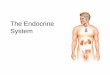 The Endocrine System - جامعة آل البيت · The Endocrine System . 2 ... gland, the adrenal cortex and gonads: in this way the brain ... corpus luteum; stimulates androgen