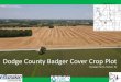 Dodge County Badger Cover Crop Plot - Wisconsin … · Weed Suppressor Forage Producer ... Dodge County Badger Cover Crop Plot Kreuziger Farms, Clyman, WI Photo by Damon Reabe Dodge